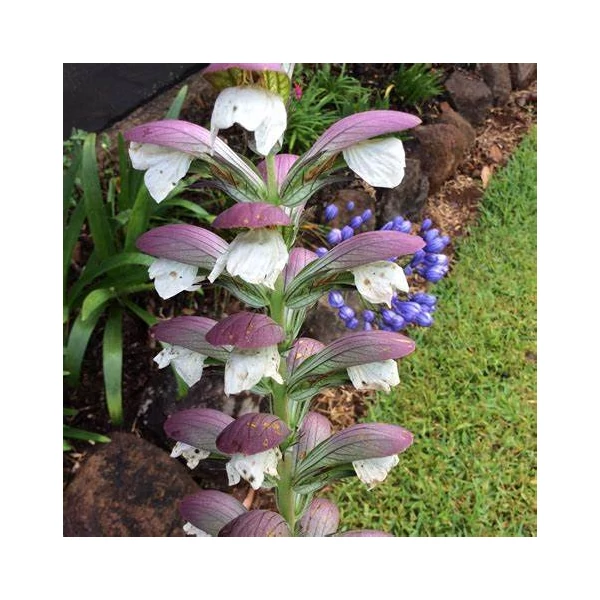 Acanthus mollis – Medveköröm