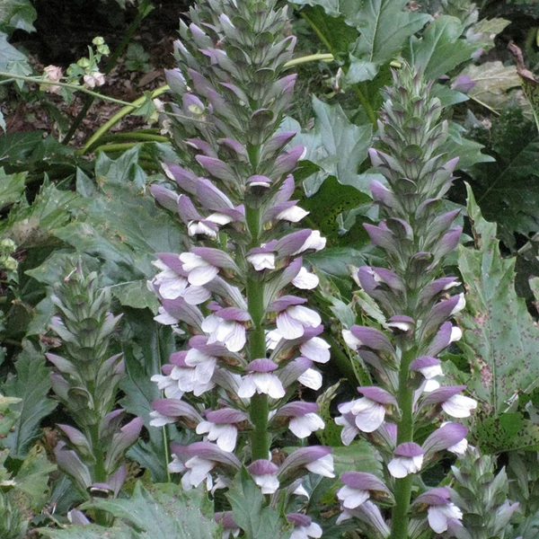 Acanthus mollis – Medveköröm