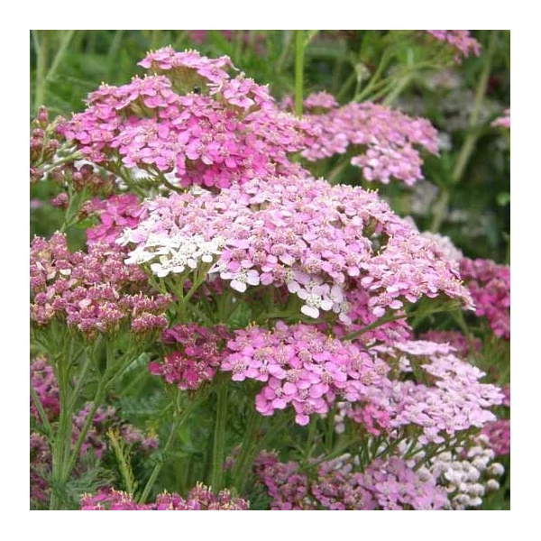 Achillea millefolium 'Apple Blossom' (syn.: 'Apfelblüte') – Közönséges cickafark