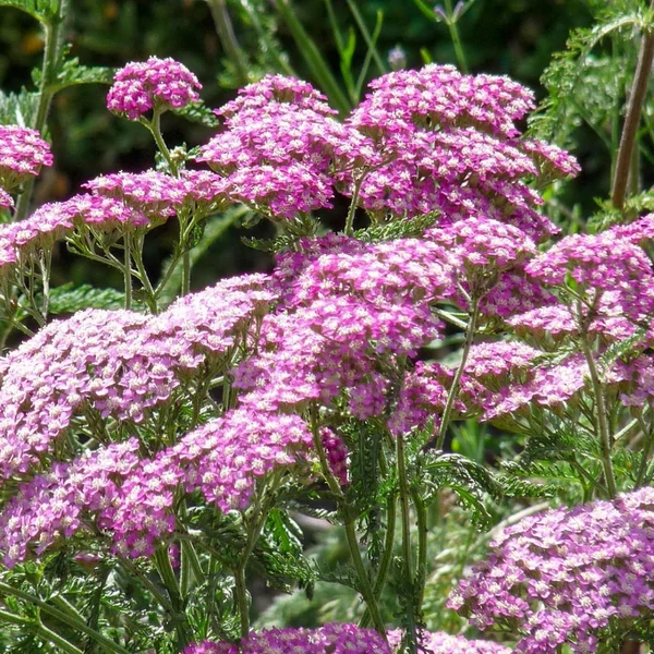 Achillea millefolium 'Apple Blossom' (syn.: 'Apfelblüte') – Közönséges cickafark