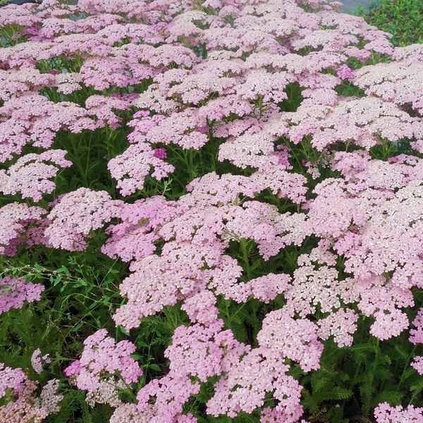 Achillea millefolium 'Apple Blossom' (syn.: 'Apfelblüte') – Közönséges cickafark