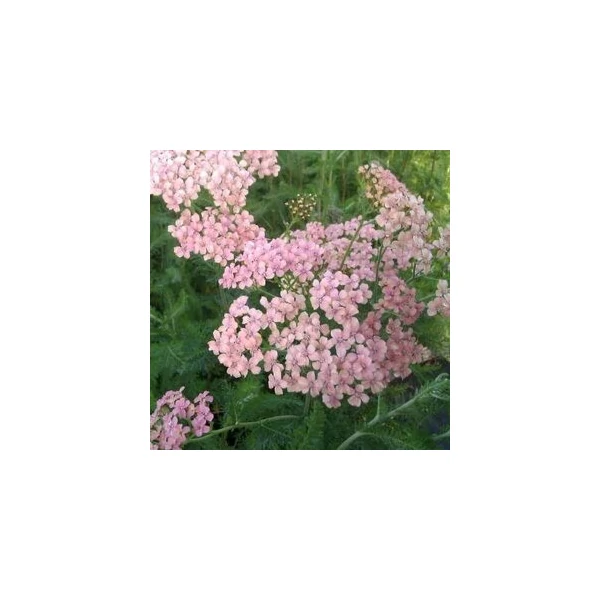 Achillea millefolium 'Apple Blossom' (syn.: 'Apfelblüte') – Közönséges cickafark