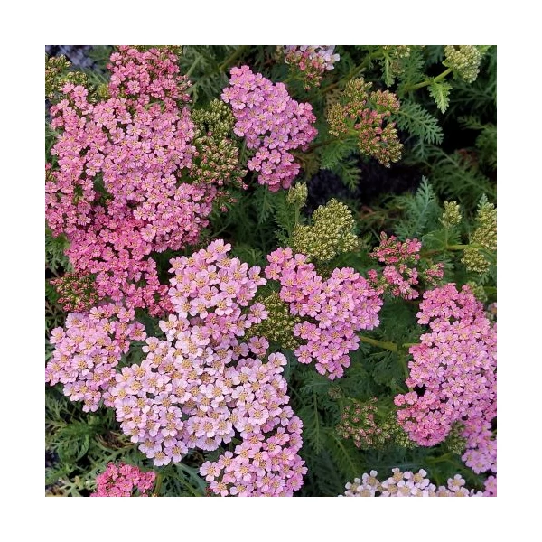 Achillea millefolium 'Milly Rock Pink' – Közönséges cickafark