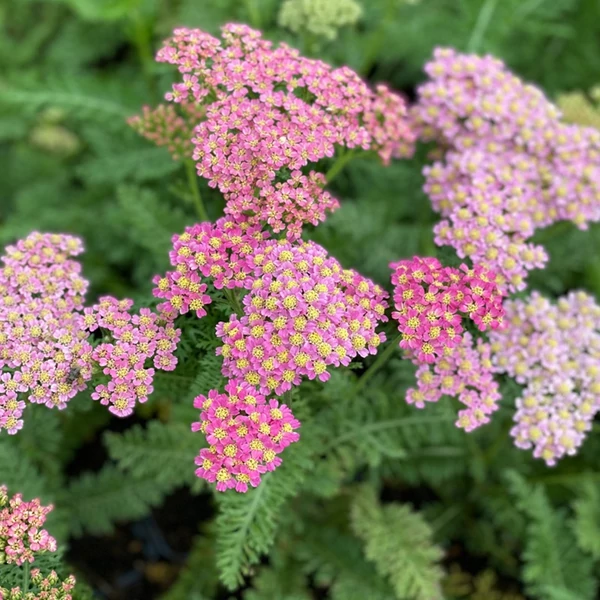 Achillea millefolium 'Milly Rock Pink' – Közönséges cickafark
