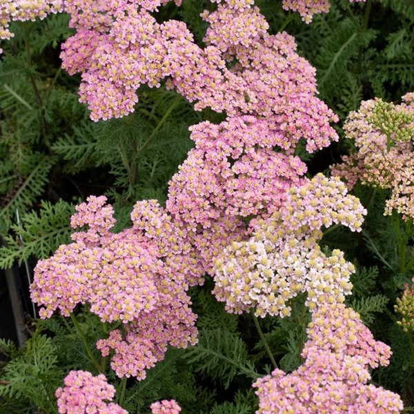 Achillea millefolium 'Milly Rock Pink' – Közönséges cickafark