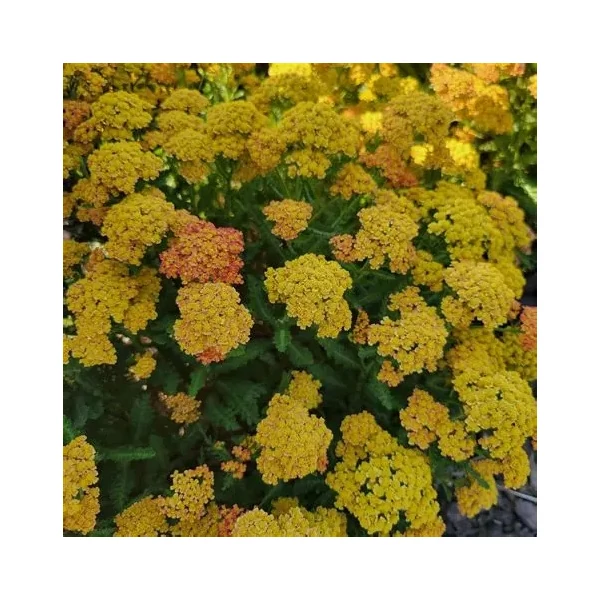 Achillea millefolium 'Milly Rock™ Yellow Terracotta' (syn.: 'Florachye1') – Közönséges cickafark