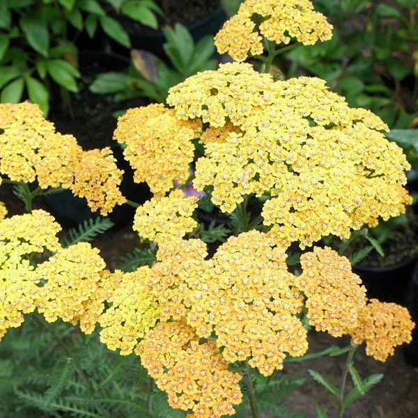 Achillea millefolium 'Milly Rock™ Yellow Terracotta' (syn.: 'Florachye1') – Közönséges cickafark