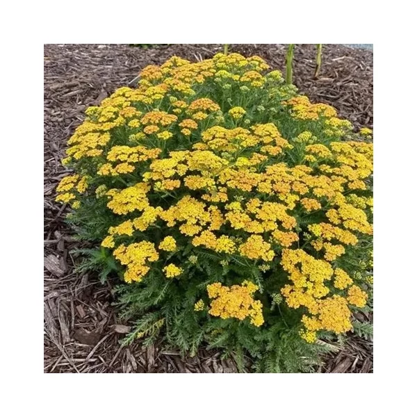 Achillea millefolium 'Milly Rock™ Yellow Terracotta' (syn.: 'Florachye1') – Közönséges cickafark