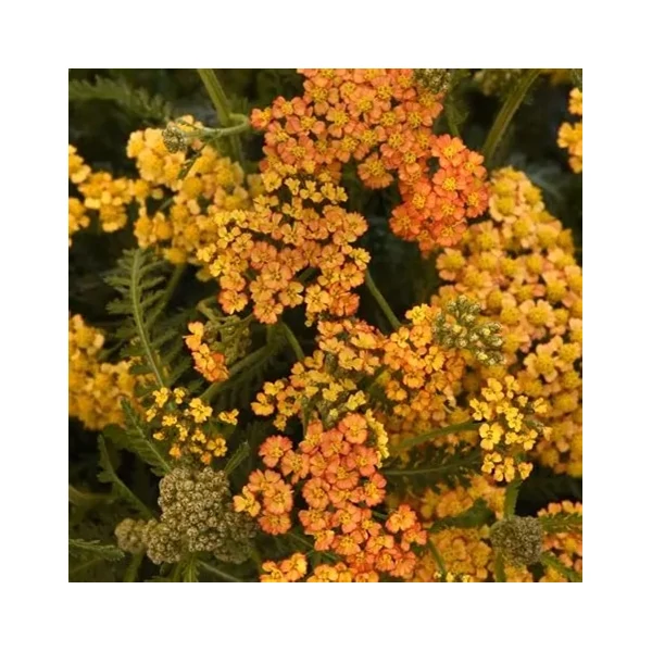 Achillea millefolium 'Milly Rock™ Yellow Terracotta' (syn.: 'Florachye1') – Közönséges cickafark