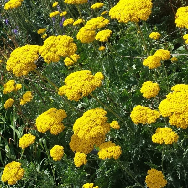 Achillea filipendulina 'Cloth of Gold' – Jószagú cickafark
