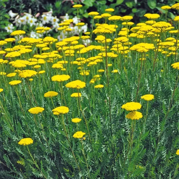 Achillea filipendulina 'Cloth of Gold' – Jószagú cickafark