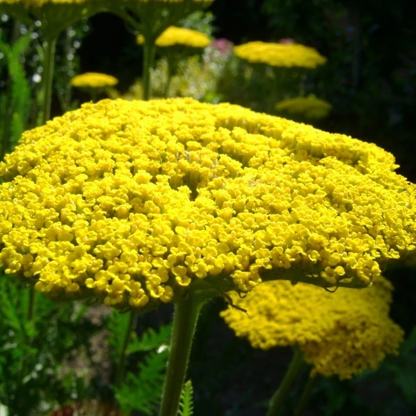 Achillea filipendulina 'Cloth of Gold' – Jószagú cickafark