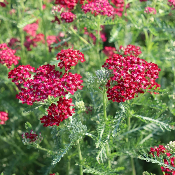 Achillea millefolium 'Cerise Queen' – Cickafark