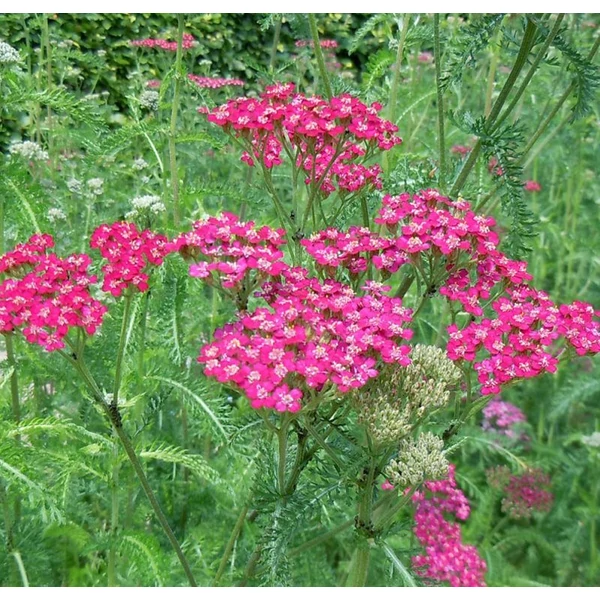 Achillea millefolium 'Cerise Queen' – Cickafark