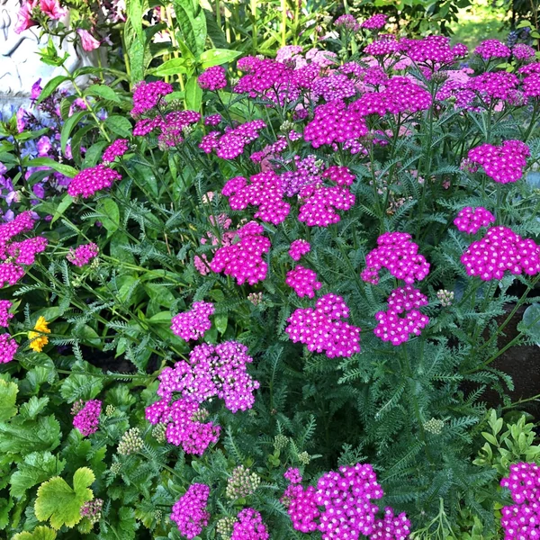 Achillea millefolium 'Cerise Queen' – Cickafark