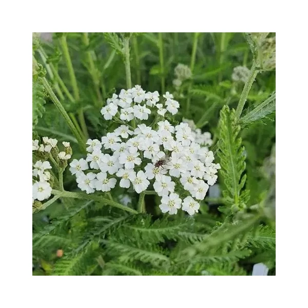 Achillea millefolium 'Schneetaler' – Közönséges cickafark