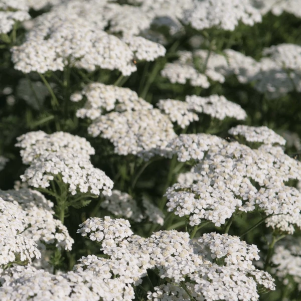 Achillea millefolium 'Schneetaler' – Közönséges cickafark