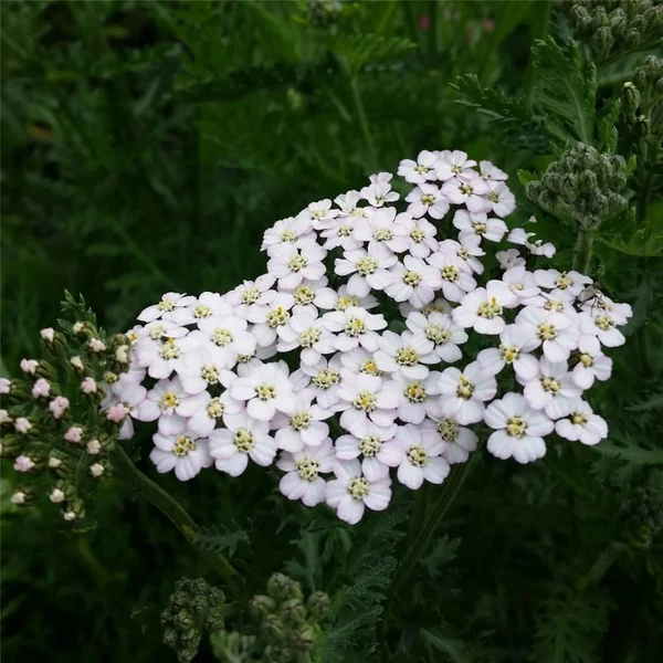 Achillea millefolium 'Schneetaler' – Közönséges cickafark