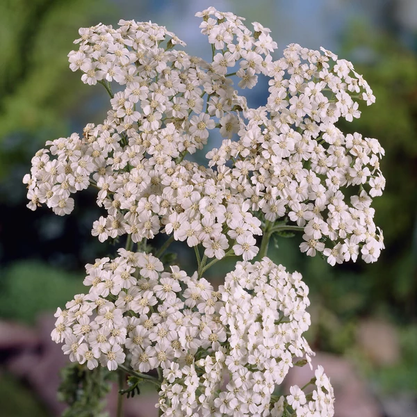 Achillea millefolium 'Schneetaler' – Közönséges cickafark
