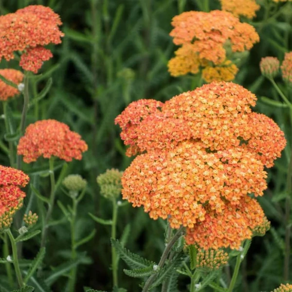 Achillea millefolium 'Terracotta' - Közönséges cickafark
