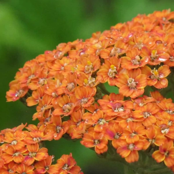 Achillea millefolium 'Terracotta' - Közönséges cickafark