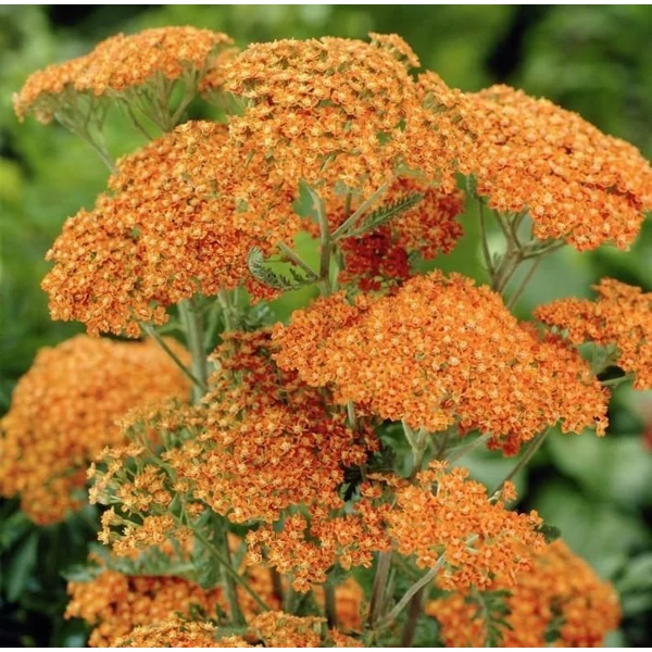 Achillea millefolium 'Terracotta' - Közönséges cickafark