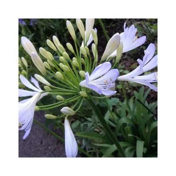 Agapanthus 'Phantom' – Szerelemvirág
