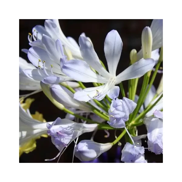 Agapanthus 'Phantom' – Szerelemvirág