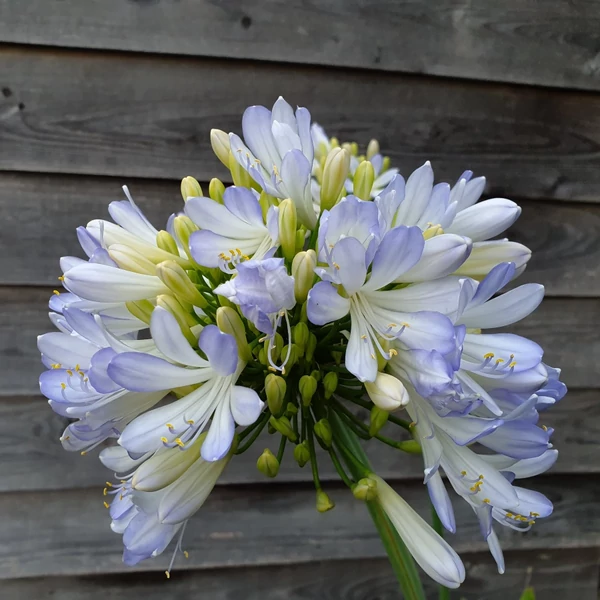 Agapanthus 'Phantom' – Szerelemvirág
