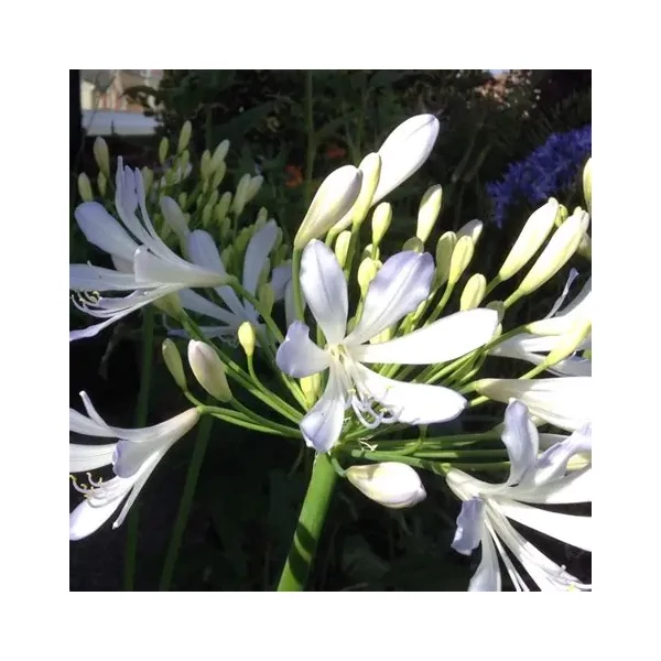 Agapanthus 'Phantom' – Szerelemvirág