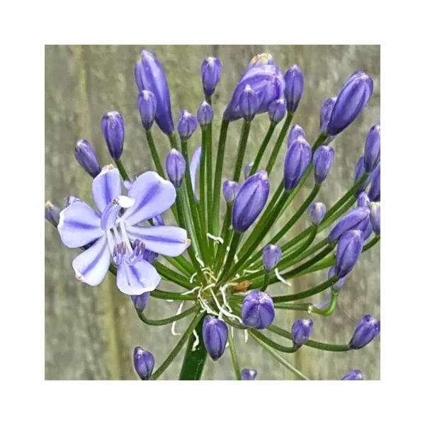 Agapanthus 'Sweet Surprise' – Szerelemvirág