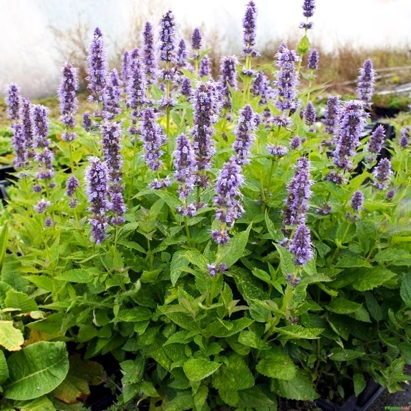 Agastache rugosa 'Blue Fortune' – Koreai menta