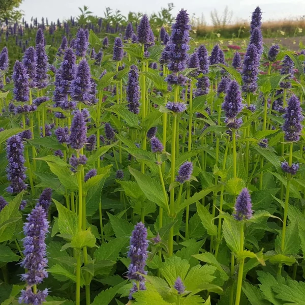 Agastache rugosa 'Blue Fortune' – Koreai menta