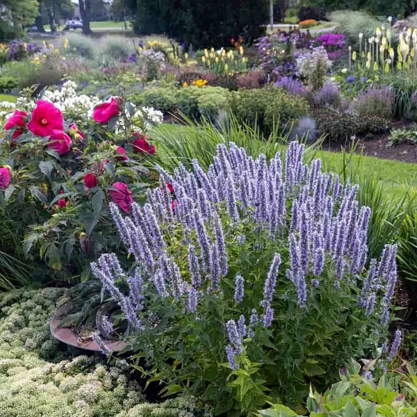 Agastache rugosa 'Blue Fortune' – Koreai menta