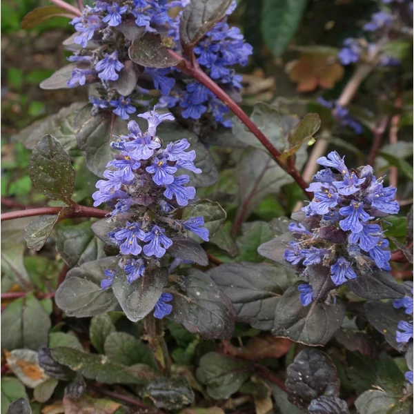 Ajuga reptans 'Atropurpurea' – Indás ínfű