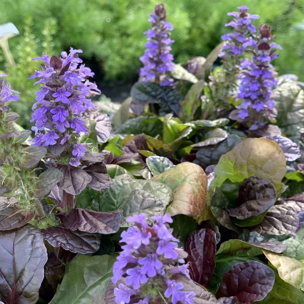 Ajuga reptans 'Atropurpurea' – Indás ínfű