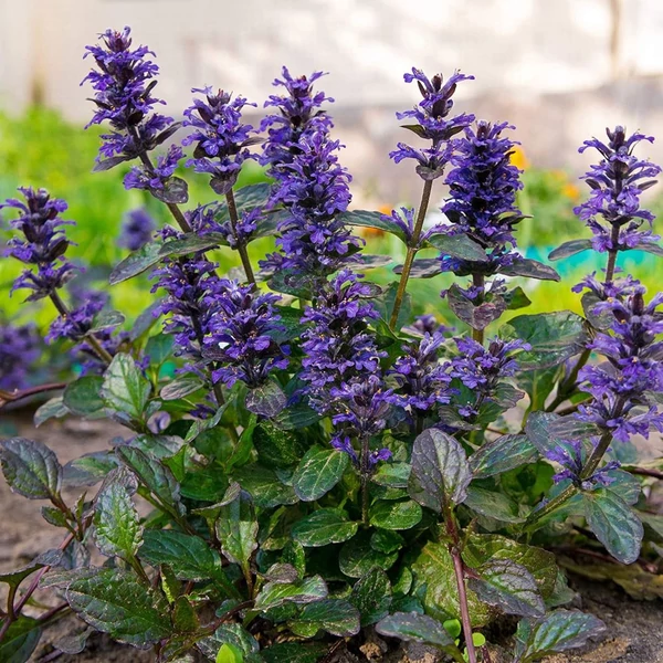 Ajuga reptans 'Atropurpurea' – Indás ínfű