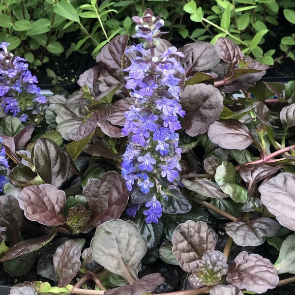 Ajuga reptans 'Black Scallop' - Indás ínfű