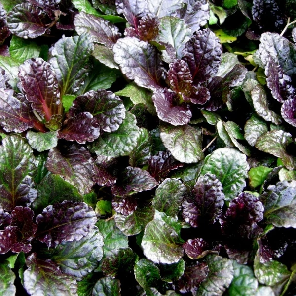 Ajuga reptans 'Black Scallop' - Indás ínfű