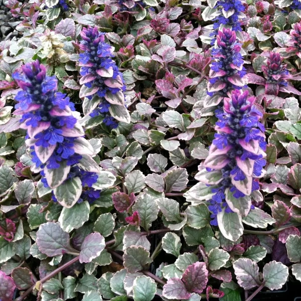 Ajuga reptans 'Burgundy Glow' - Indás ínfű