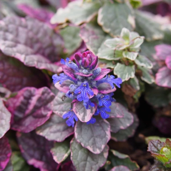 Ajuga reptans 'Burgundy Glow' - Indás ínfű