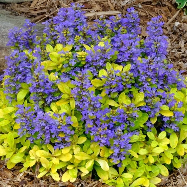 Ajuga reptans 'Feathered Friends Cordial Canary' – Indás ínfű