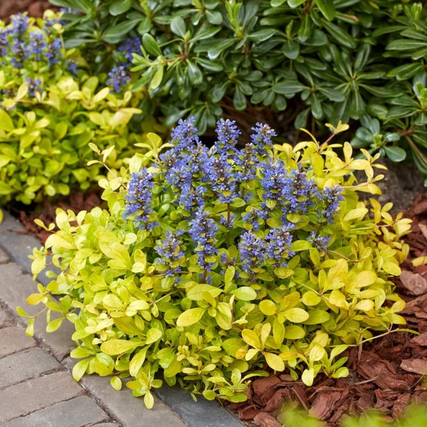 Ajuga reptans 'Feathered Friends Cordial Canary' – Indás ínfű