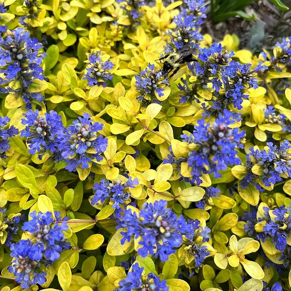 Ajuga reptans 'Feathered Friends Cordial Canary' – Indás ínfű