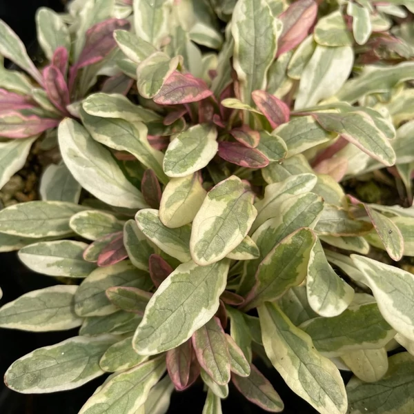Ajuga tenorii 'Princess Nadia' (syn.: 'Piotrek01') – Indás ínfű