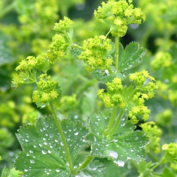 Alchemilla mollis - Lágyszőrű palástfű