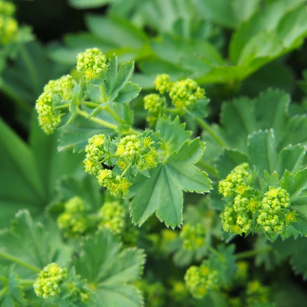 Alchemilla mollis - Lágyszőrű palástfű