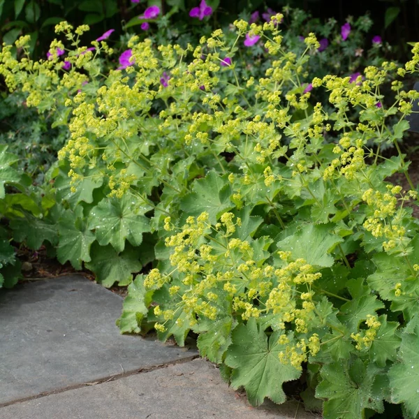 Alchemilla mollis - Lágyszőrű palástfű