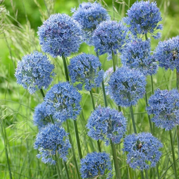 Allium caeruleum – Azúrkék díszhagyma