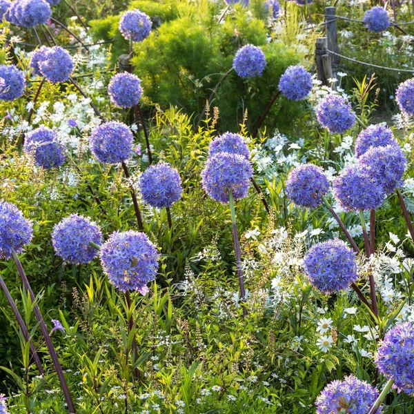 Allium caeruleum – Azúrkék díszhagyma